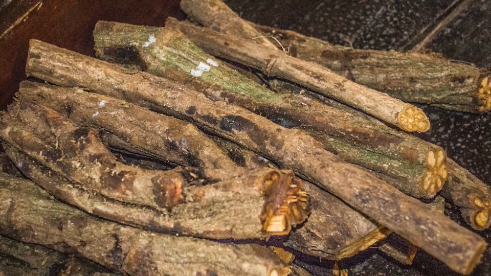 Ayahuasca