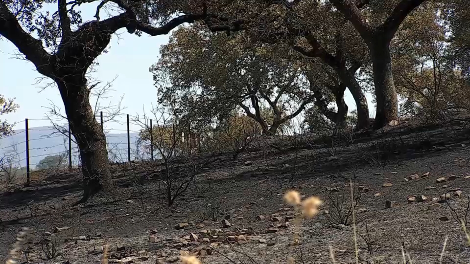 incendios forestales 