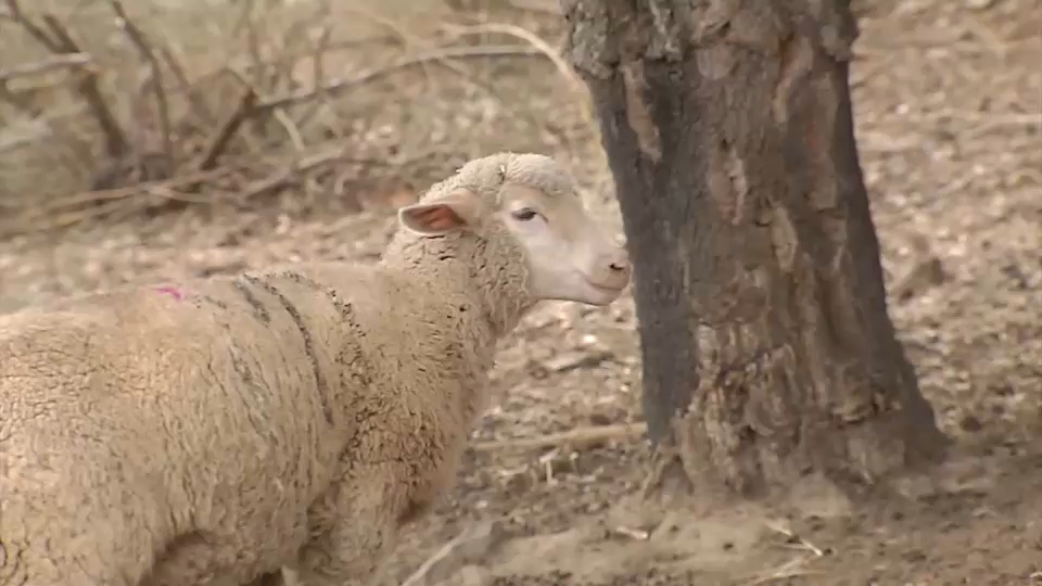 El serotipo 3 de la lengua azul llega a Cáceres