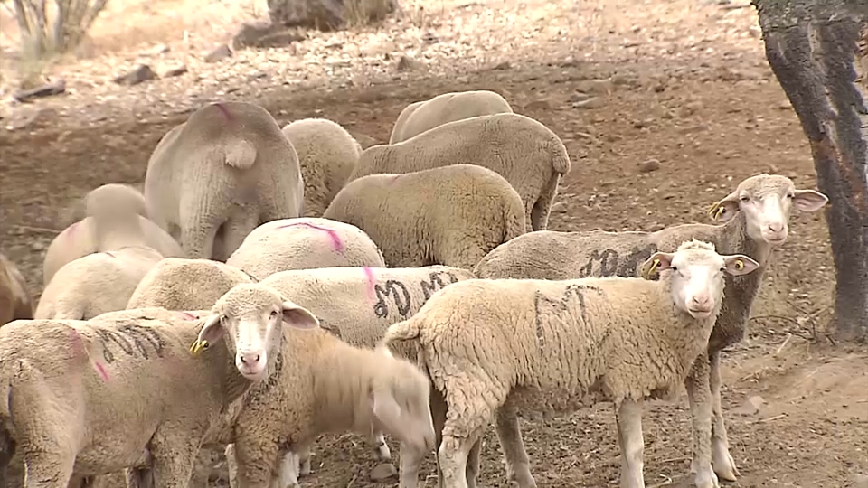 Notificados 32 nuevos focos de lengua azul en Extremadura