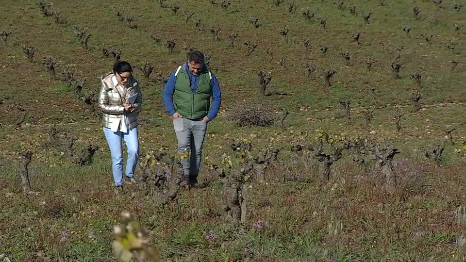 Reacciones a las ayudas del viñedo