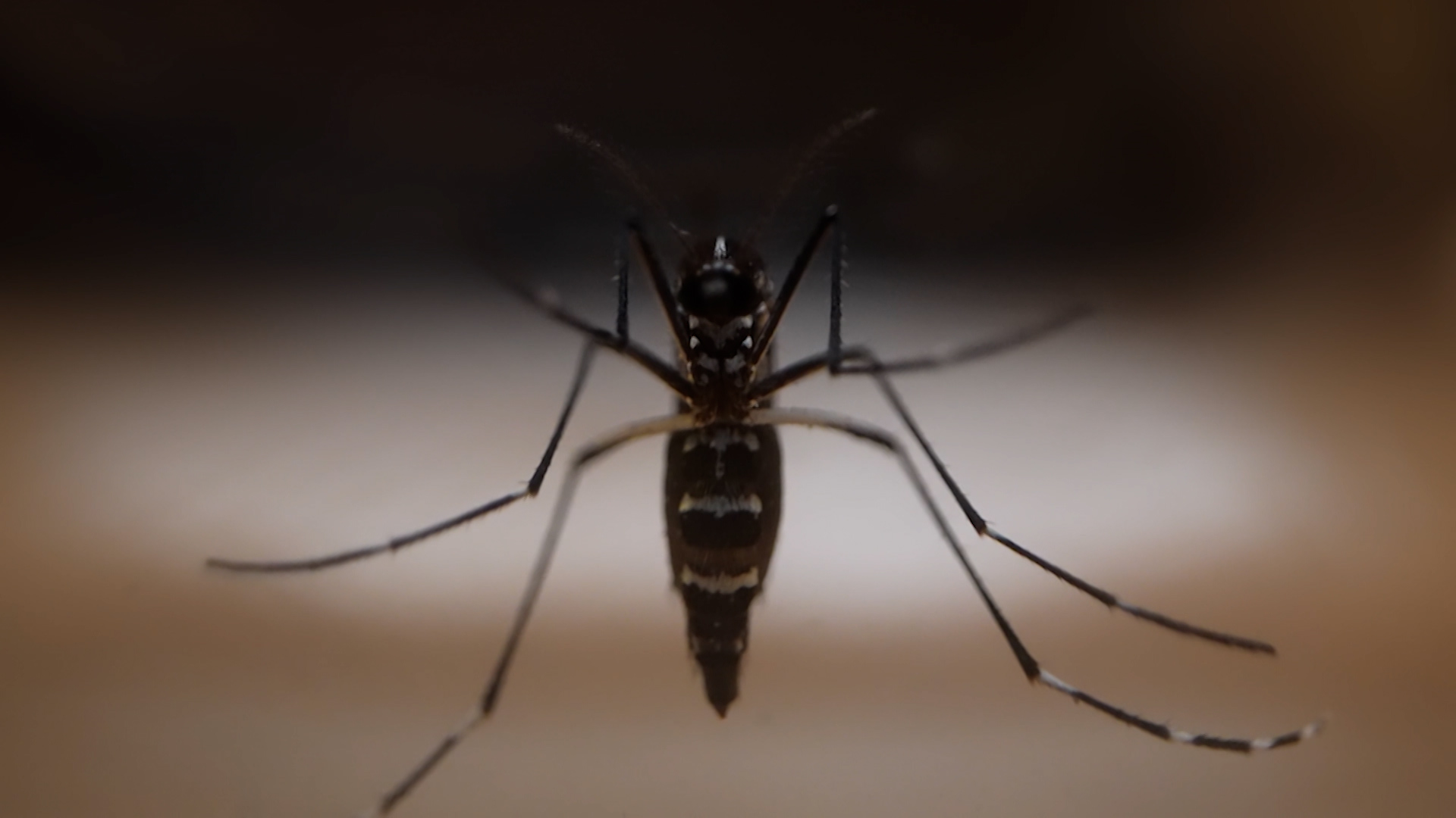 Mosquito trasmisor del virus del Nilo