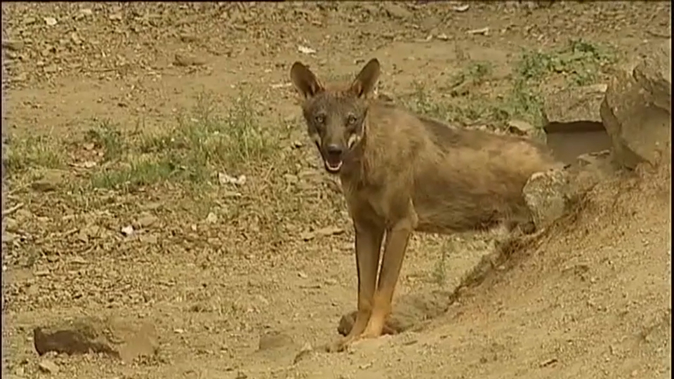 El Gobierno convoca mañana a las CCAA a una Comisión Sectorial para aprobar el censo del lobo