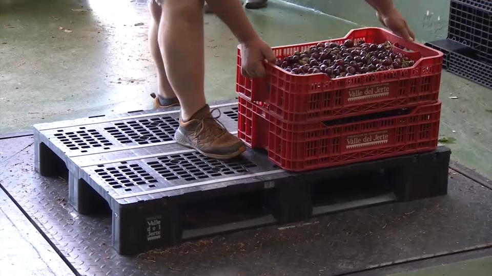 Últimos días de la campaña de la cereza