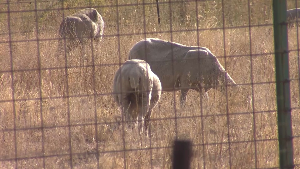 Detectado un nuevo foco de lengua azul en la localidad cacereña de Arroyomolinos