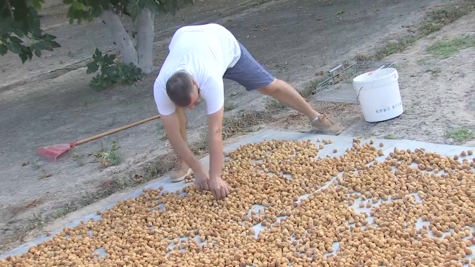 Higos de Almoharín