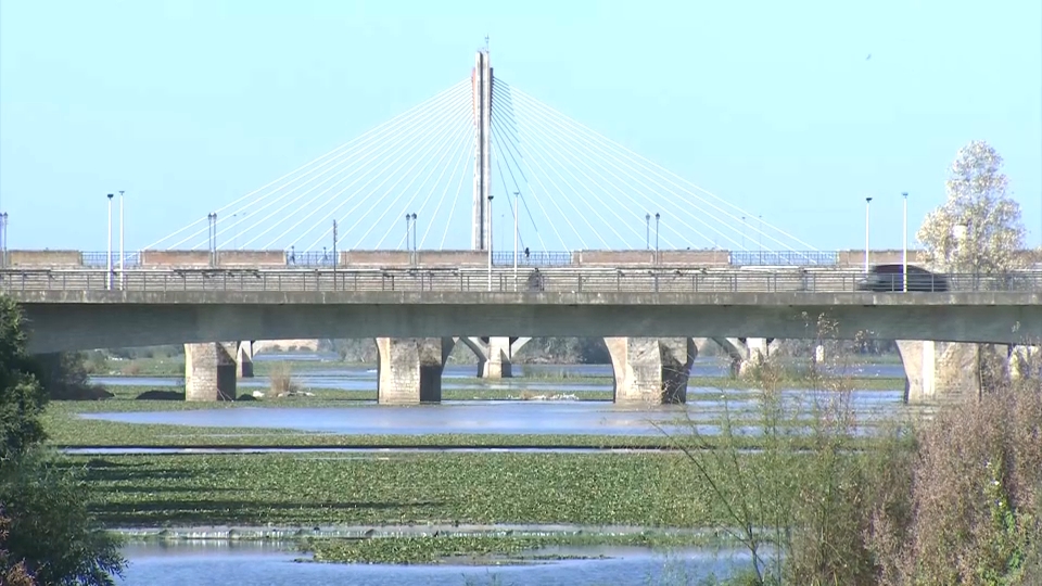 Nenúfar mexicano en el río Guadiana a su paso por Badajoz