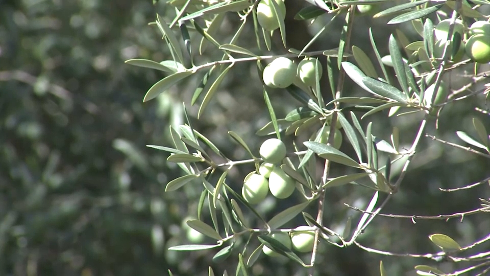 Olivera en Sierra de Gata