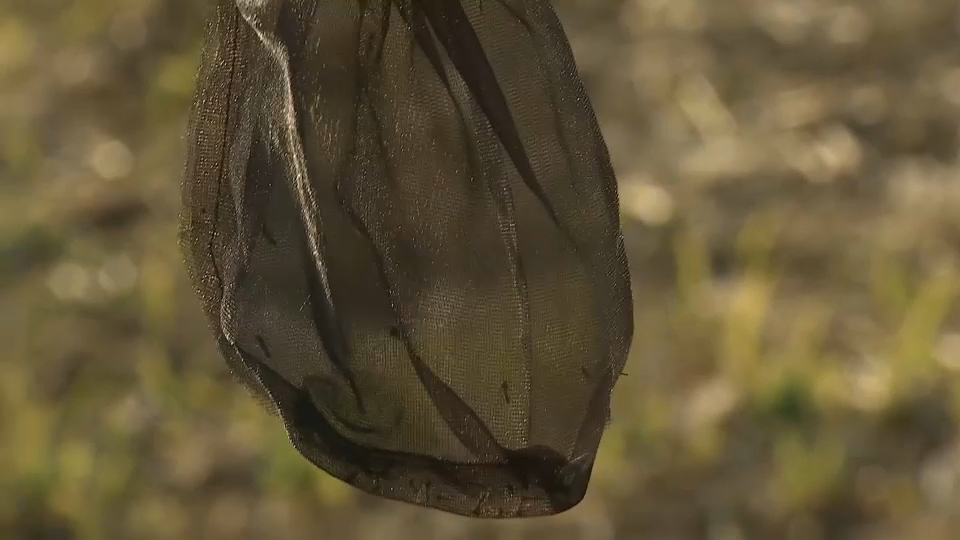Trampas para mosquitos en las Vegas del Guadiana
