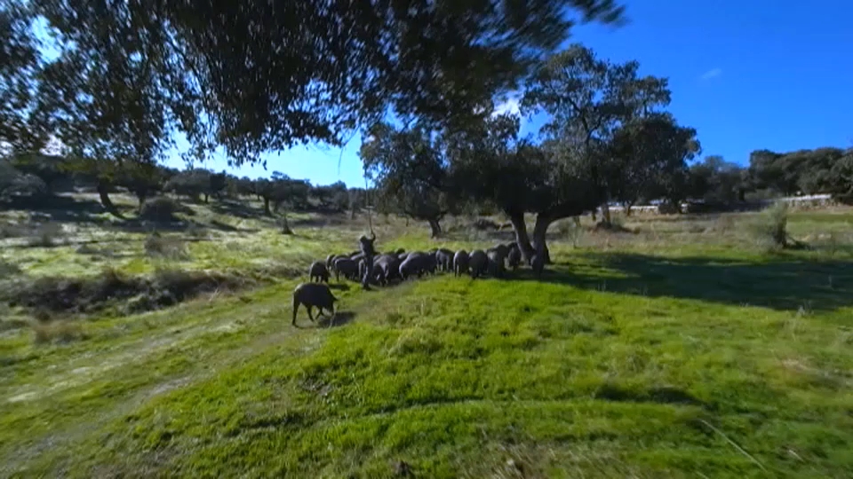 Cerdos en la dehesa extremeña