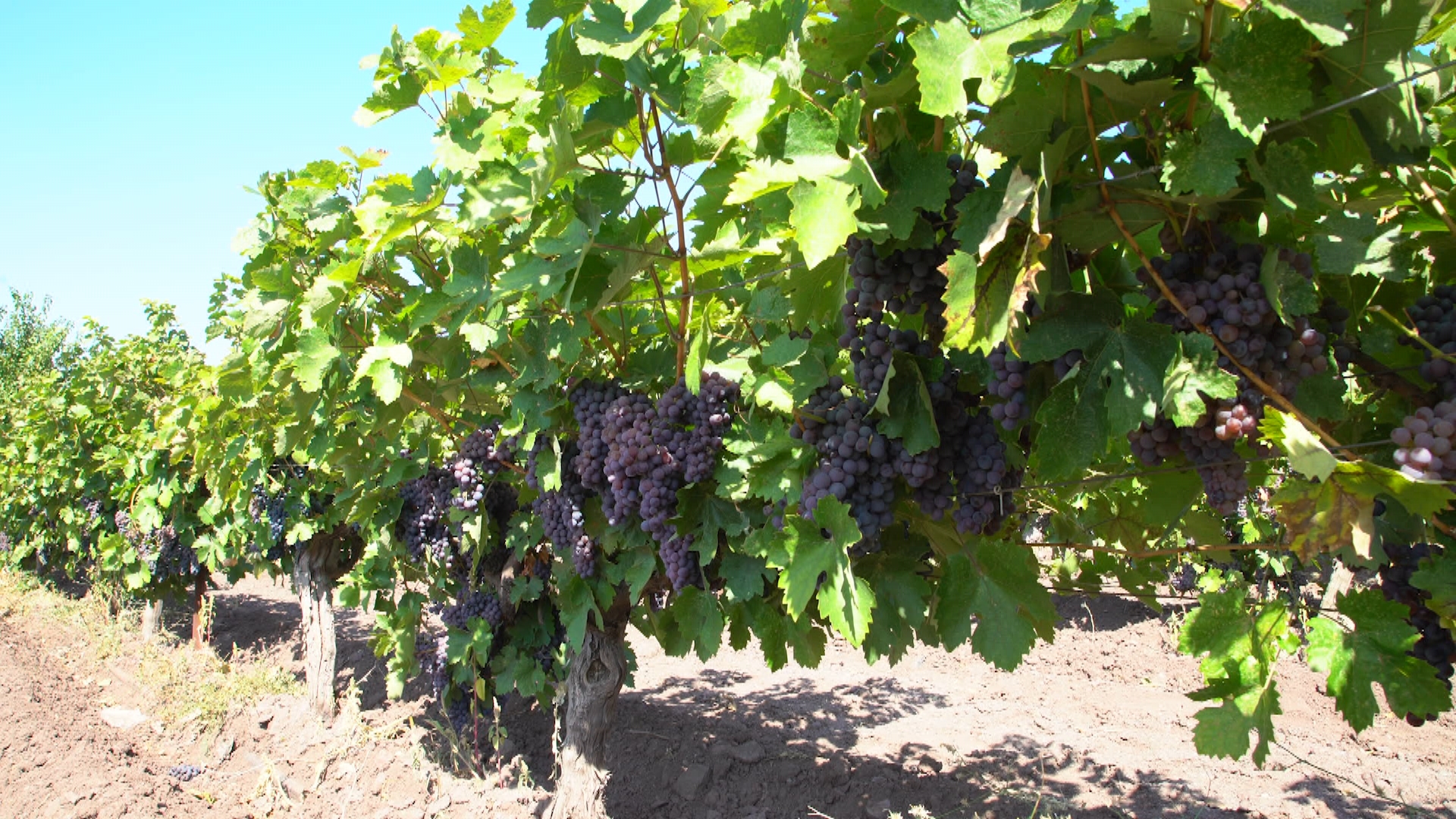 El campo es vida: Episodio 161 | Canal Extremadura