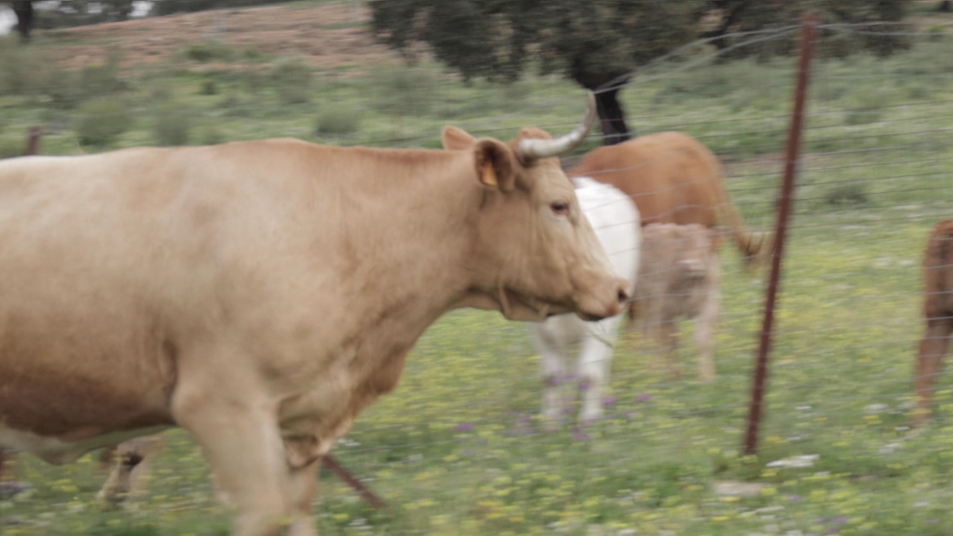 El campo es vida: Episodio 231 | Canal Extremadura