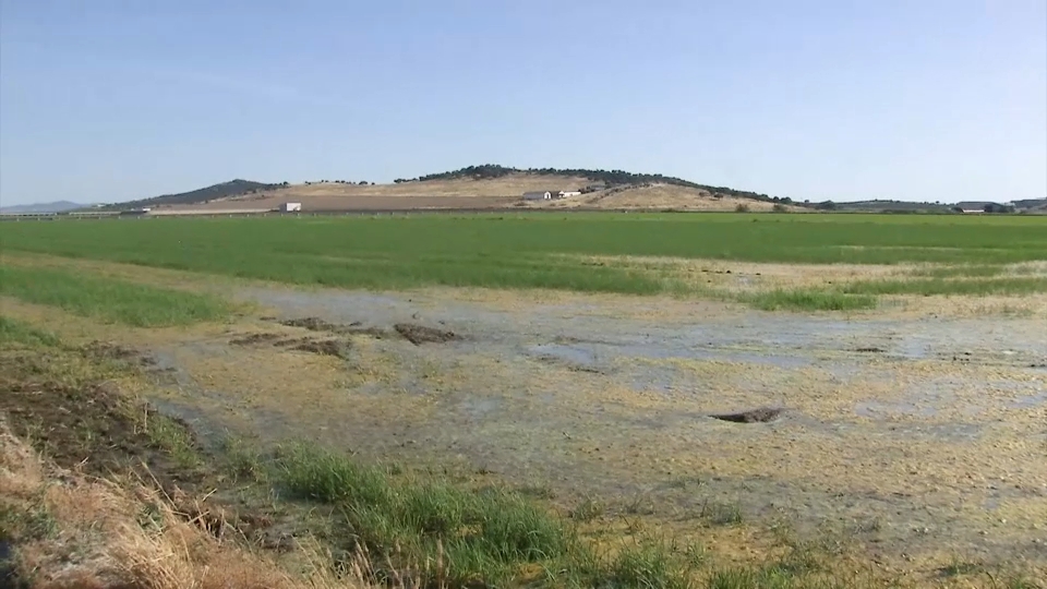 Plan de acción contra los mosquitos en Vegas Altas