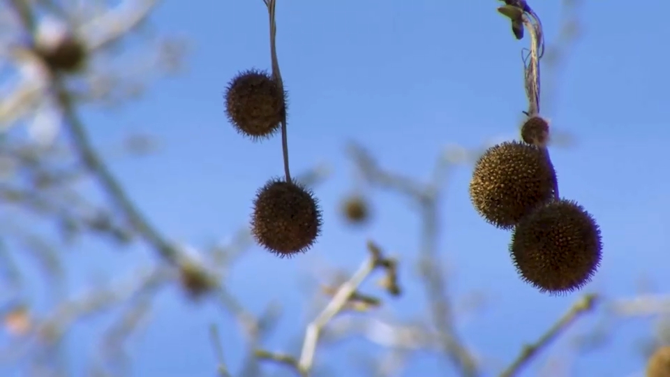 La temporada de alergias al polen se adelanta este año y será intensa en Extremadura
