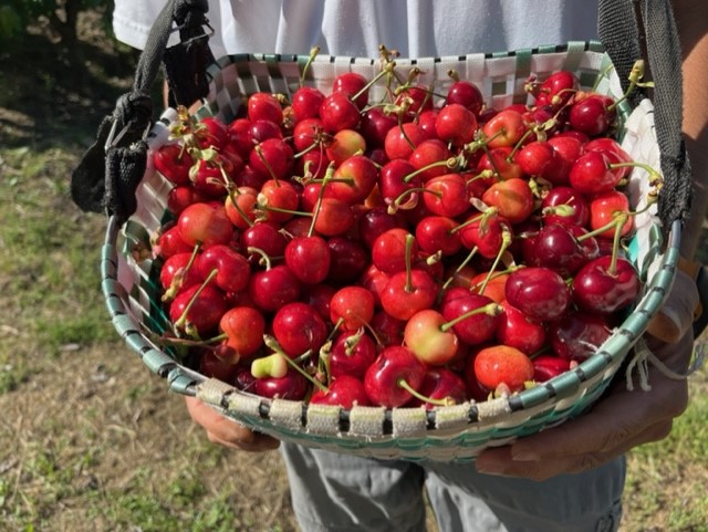 Una cesta repleta de cerezas.