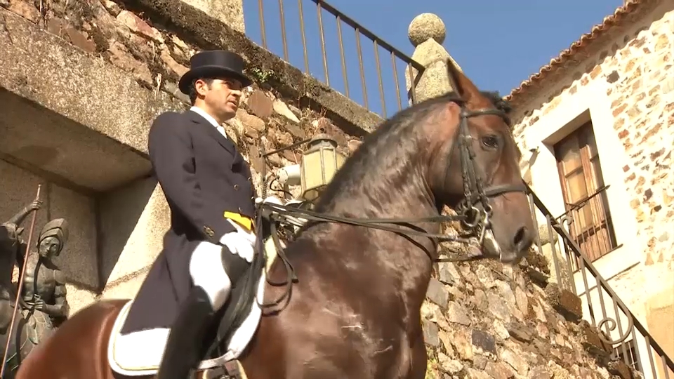 Caballos de Pura Raza Española en el centro de Cáceres