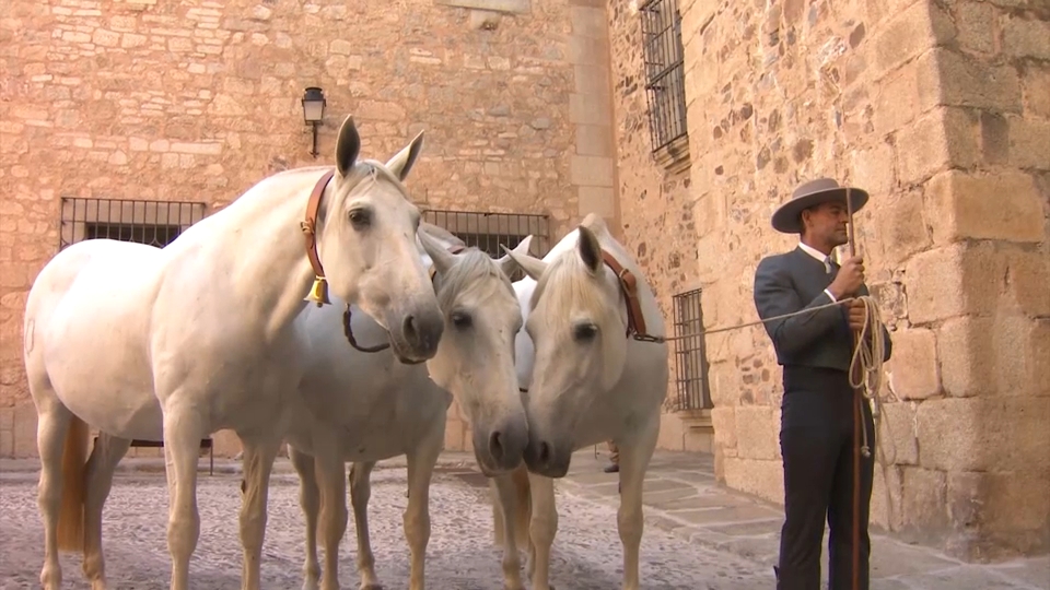 Caballos de Pura Raza Española en el centro de Cáceres