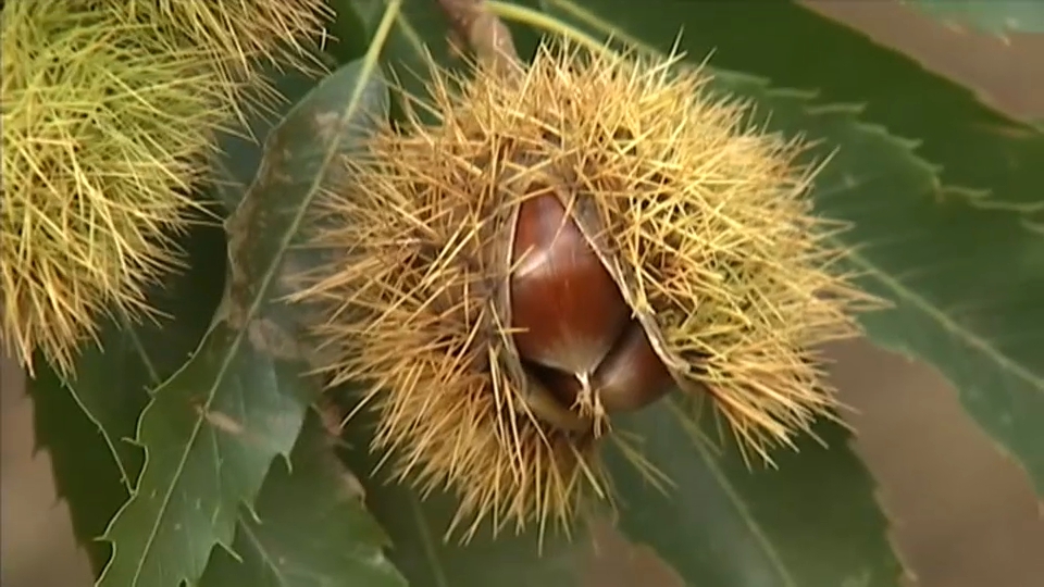 Castaños