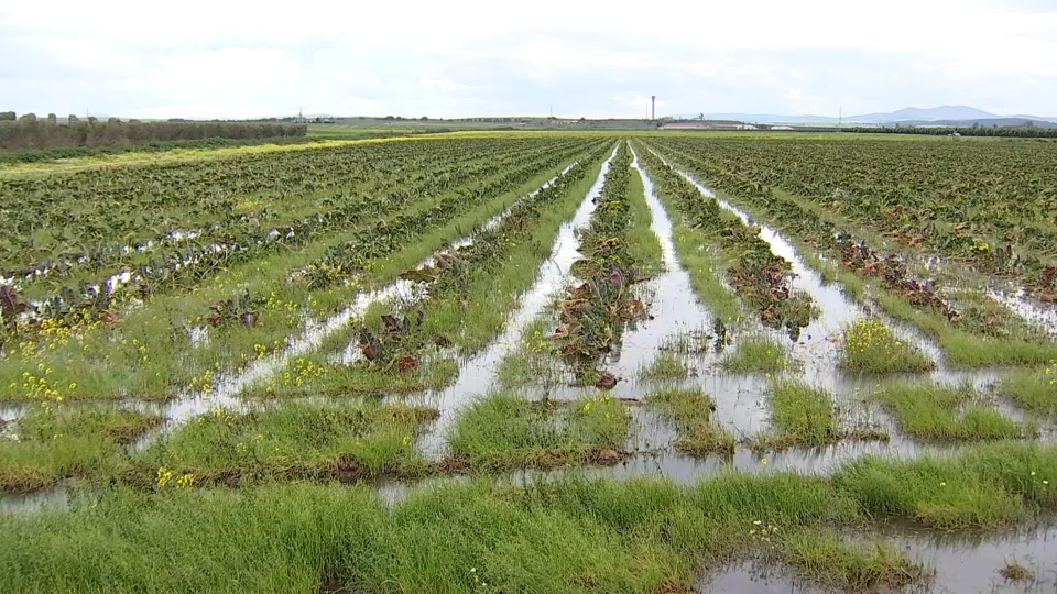El Ministerio de Agricultura, Pesca y Alimentación ha abonado 23,9 millones de euros a 17.314 agricultores y ganaderos de Andalucía y Extremadura que sufrieron daños en sus explotaciones como consecuencia de la cadena de borrascas ocurrida entre enero y febrero, en concepto de incremento de la subvención para la contratación de la póliza de seguro agrario. El Real Decreto-ley 5/2026, de 17 de febrero, por el que se adoptan medidas urgentes en respuesta a los daños causados por diversos fenómenos meteorológicos adversos, de especial afectación en las comunidades autónomas de Andalucía y Extremadura, establece en su artículo 11 un incremento de la subvención ya concedida a quienes tuviesen suscritas y en vigor pólizas del seguro en las zonas afectadas, hasta alcanzar el 70 % del coste del seguro, el porcentaje máximo permitido por la normativa comunitaria. En total se ha incrementado la subvención de 20.963 pólizas contratadas y en vigor en el momento de los siniestros, suscritas por 17.314 titulares cuyas explotaciones se encuentran en el ámbito de aplicación definido en el real decreto-ley, tal como informa el Ministerio en su página web. De acuerdo con lo establecido en dicho real decreto-ley, el pago de los 23,9 millones de esta ayuda se ha efectuado por Agroseguro en la cuenta corriente de los asegurados dentro del plazo máximo de 40 días naturales desde su entrada en vigor y sin necesidad de solicitud ni de trámite alguno por parte del asegurado.