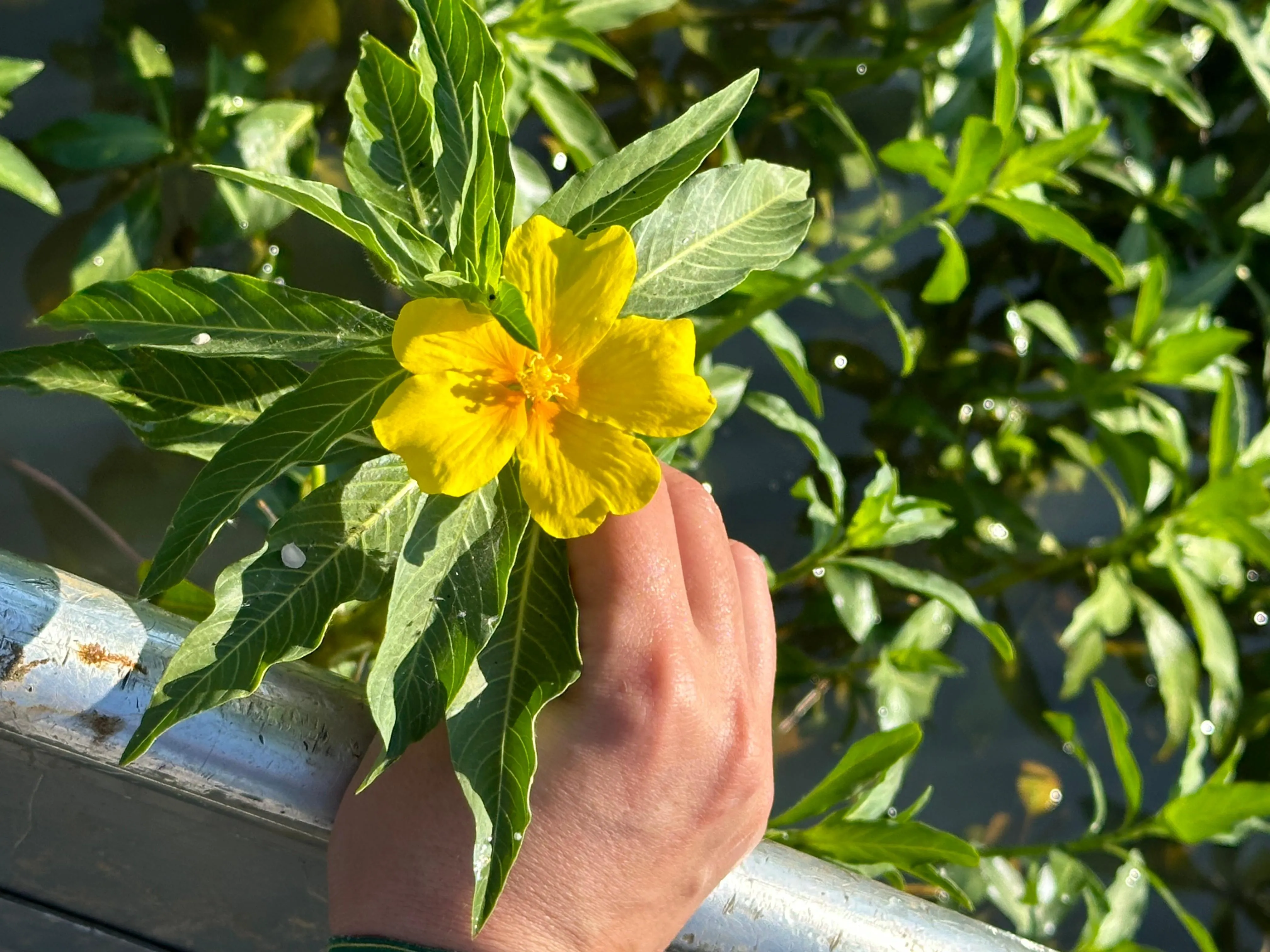 Confederación Hidrográfica del Guadiana