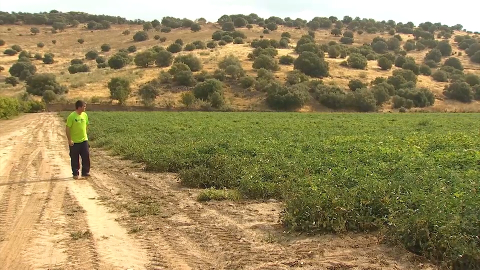 Los agricultores intensifican los tratamientos contra los hongos del tomate
