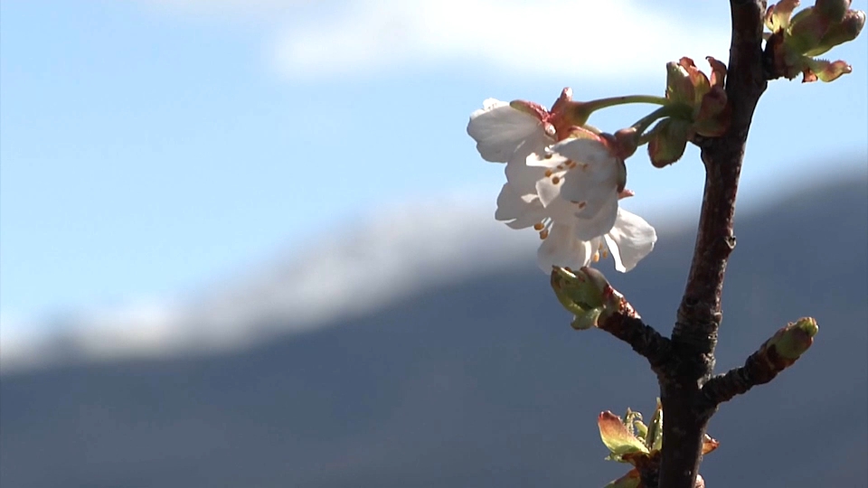 Cerezos en el Valle del Jerte