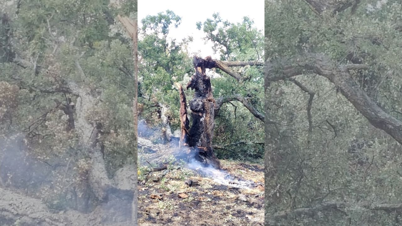 Árbol impactado por un rayo.