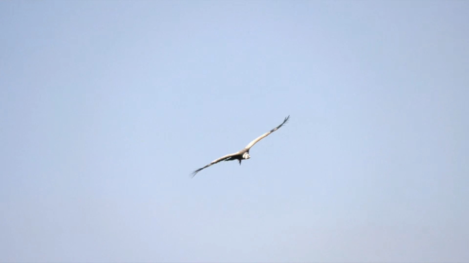Monfragüe, Doñana y Picos de Europa, mejores lugares donde observar aves en primavera según SEO/BirdLif