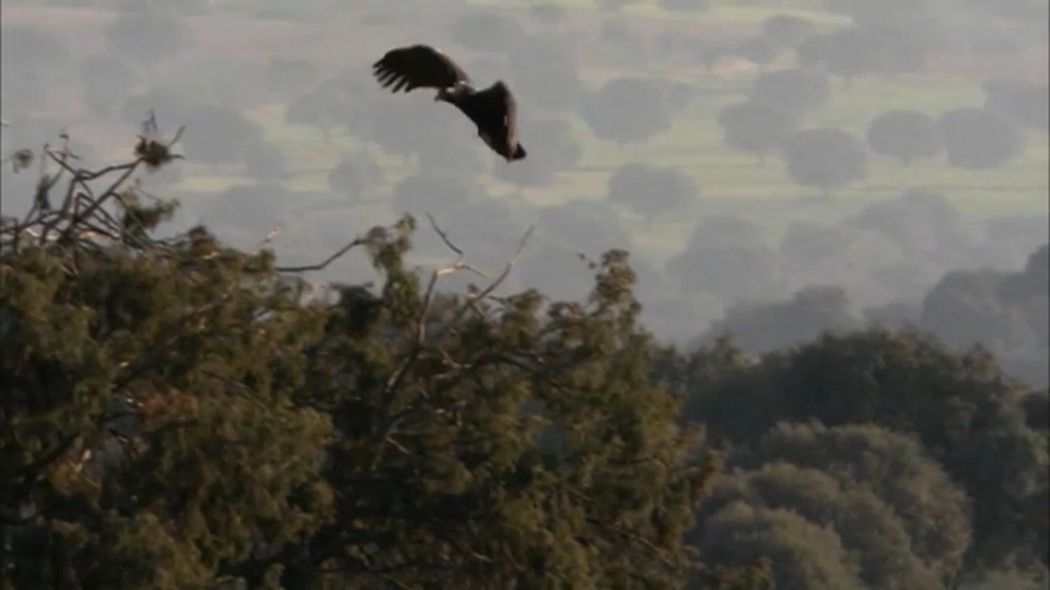 Monfragüe, Doñana y Picos de Europa, mejores lugares donde observar aves en primavera según SEO/BirdLif