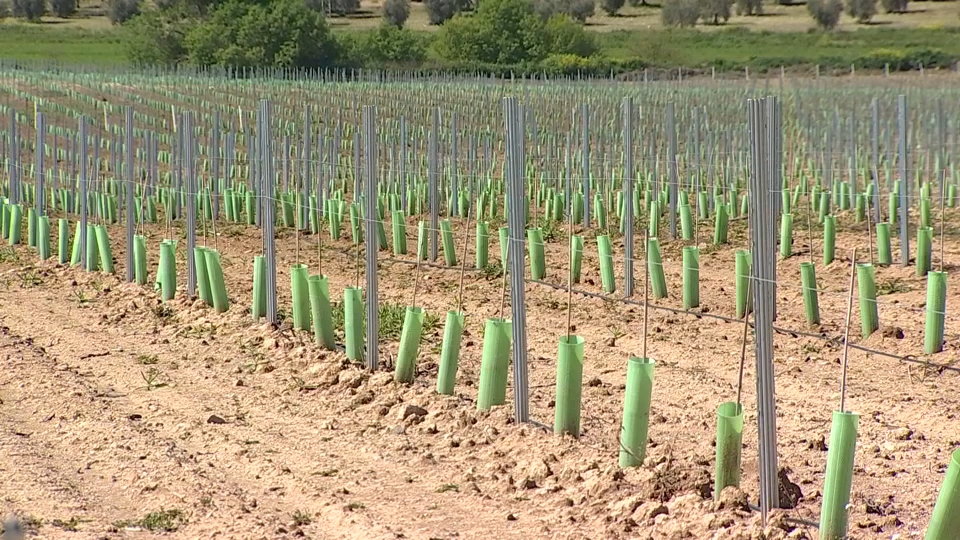 Reacciones a las ayudas del viñedo