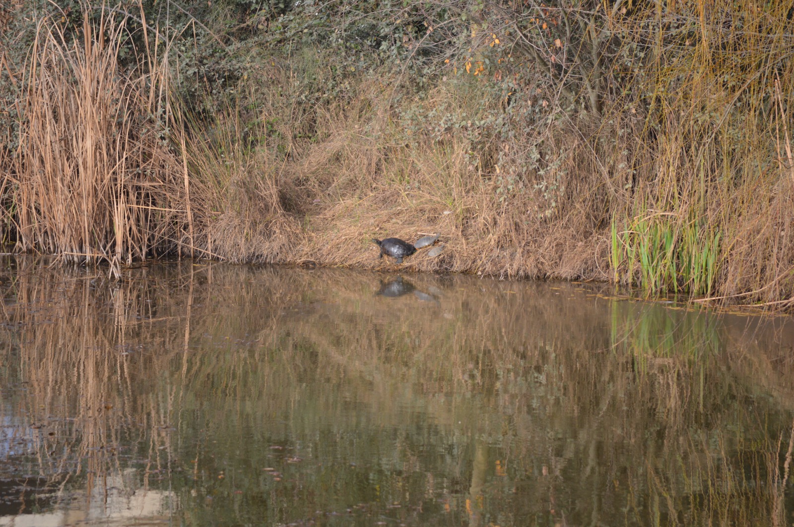 Presencia de tortuga de Florida en Badajoz.