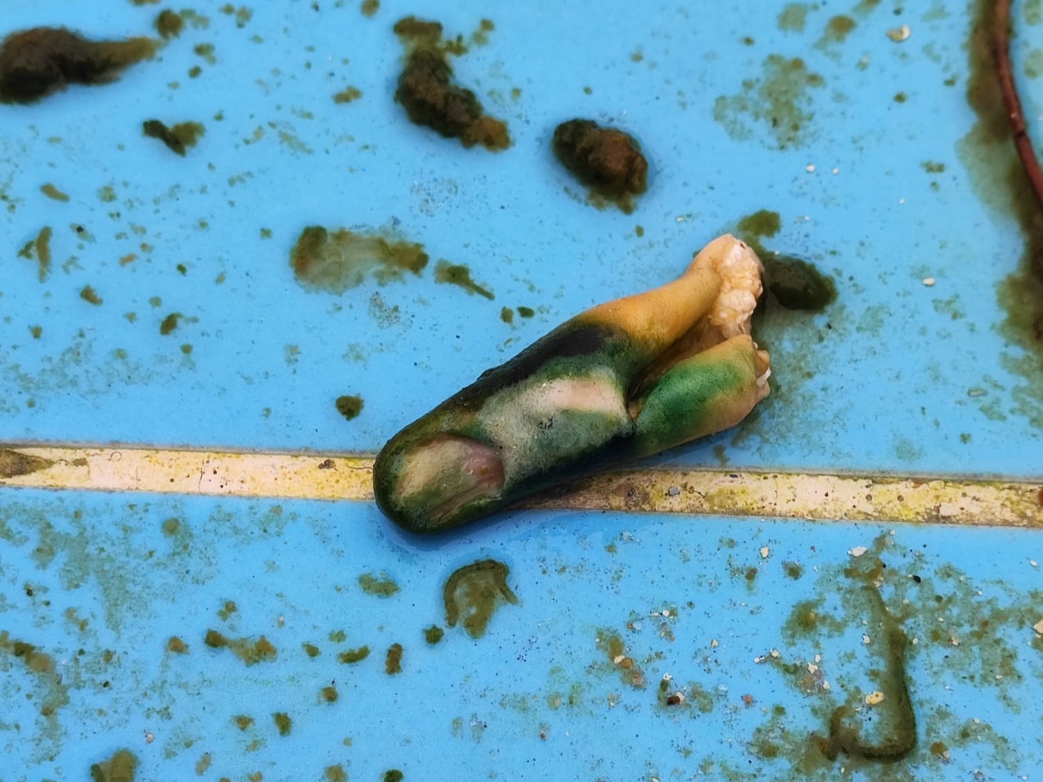Dedo encontrado en la piscina de San Roque