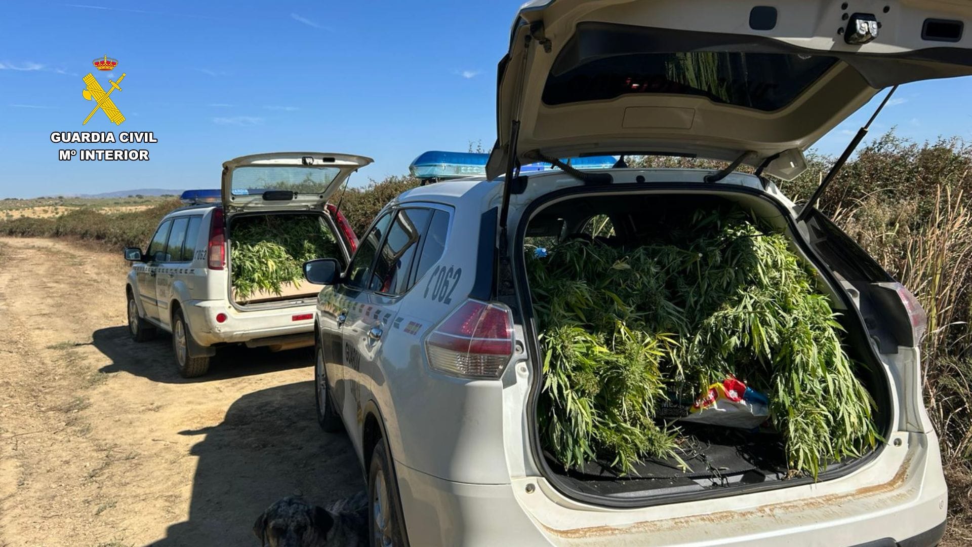 plantas recogidas en logrosán
