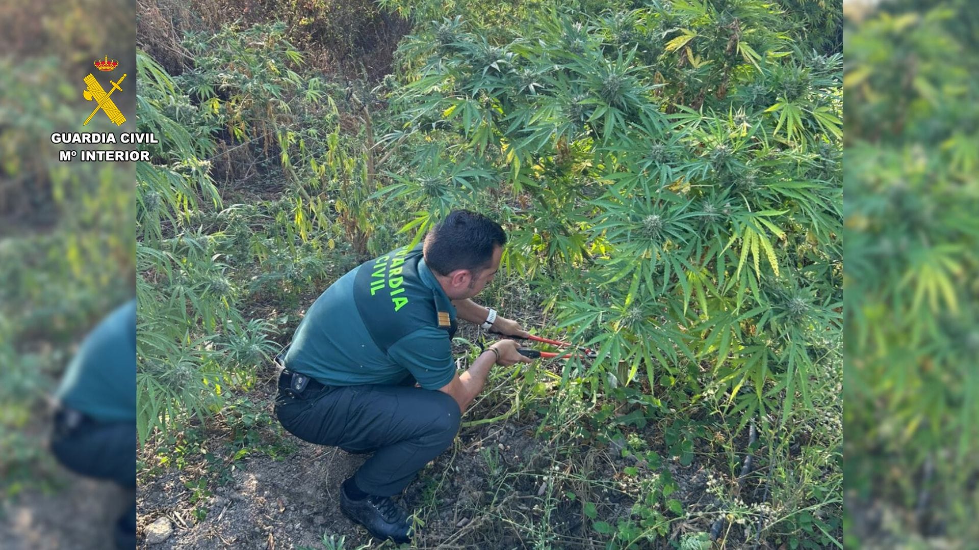 plantación marihuana logrosán