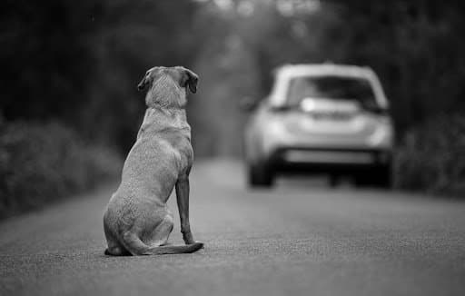 abandono animales