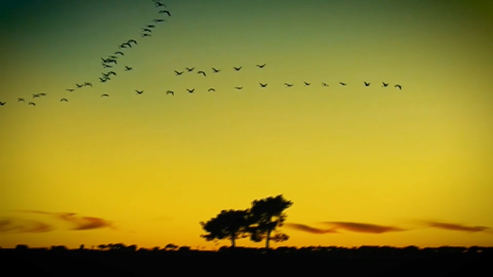 Mérida acoge la celebración del Día Mundial de las Aves Migratorias