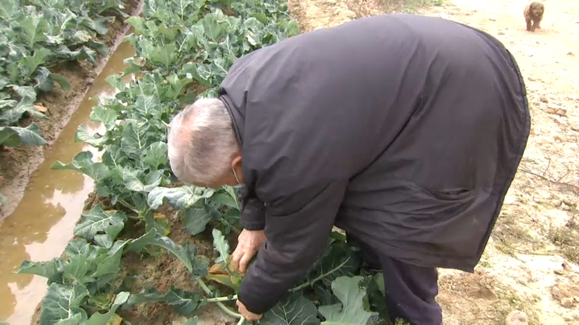 El sector del brócoli descarta una cosecha en verano