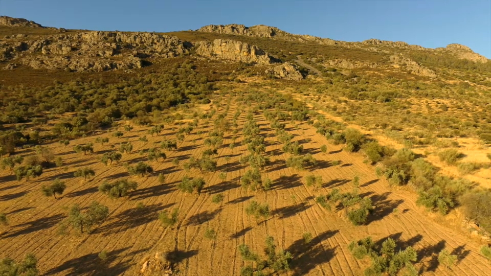 dehesa