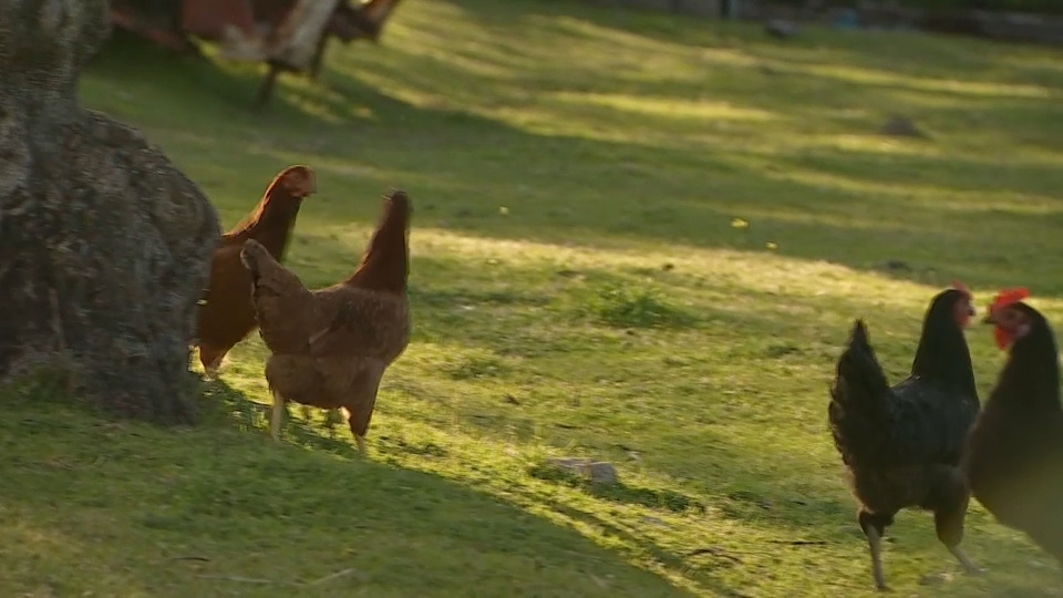 Crecen las consultas sobre el registro de gallinas en los municipios extremeños