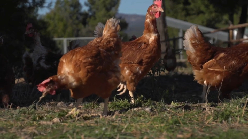 Granja de gallinas Ribera del Fresno