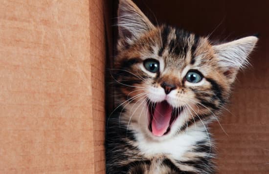 gato feliz