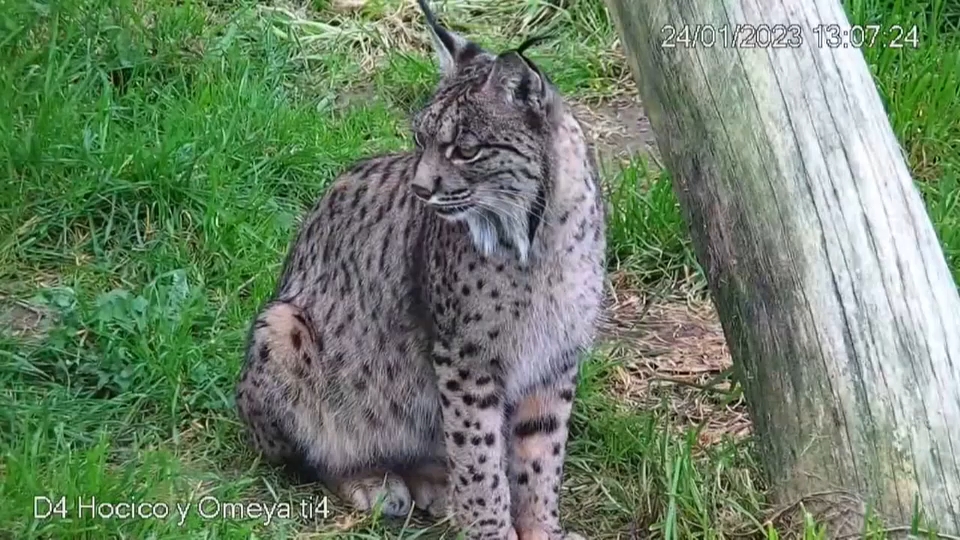 Un total de 31 crías de linces salieron adelante en 2024 en los centros Ex-situ de Extremadura, Andalucía y Portugal