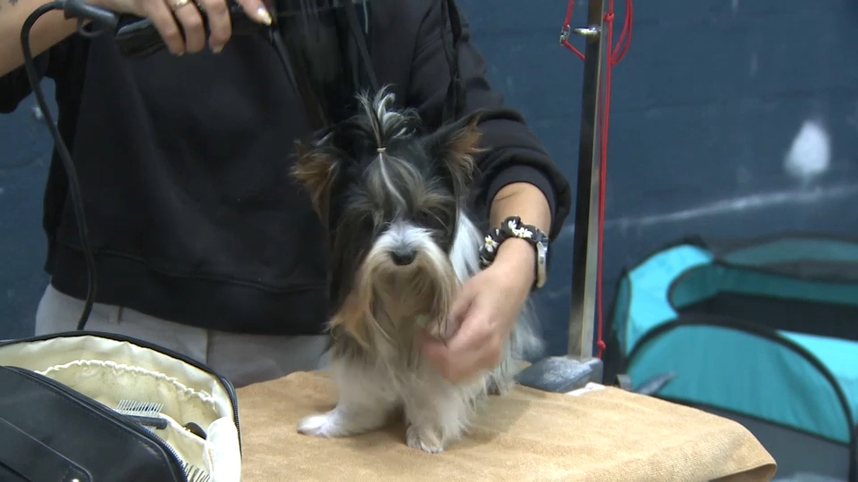 Exposición canina