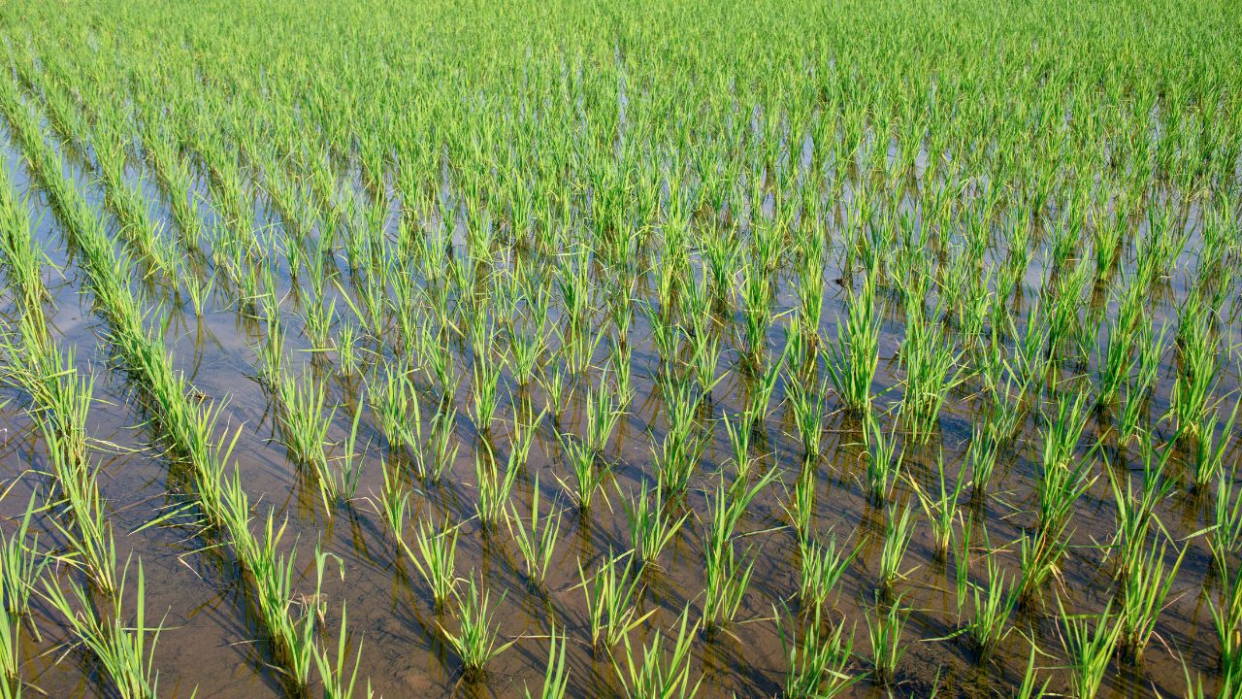 cultivo de arroz