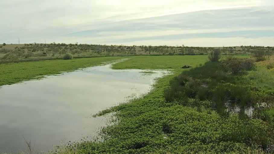 duraznillo de agua