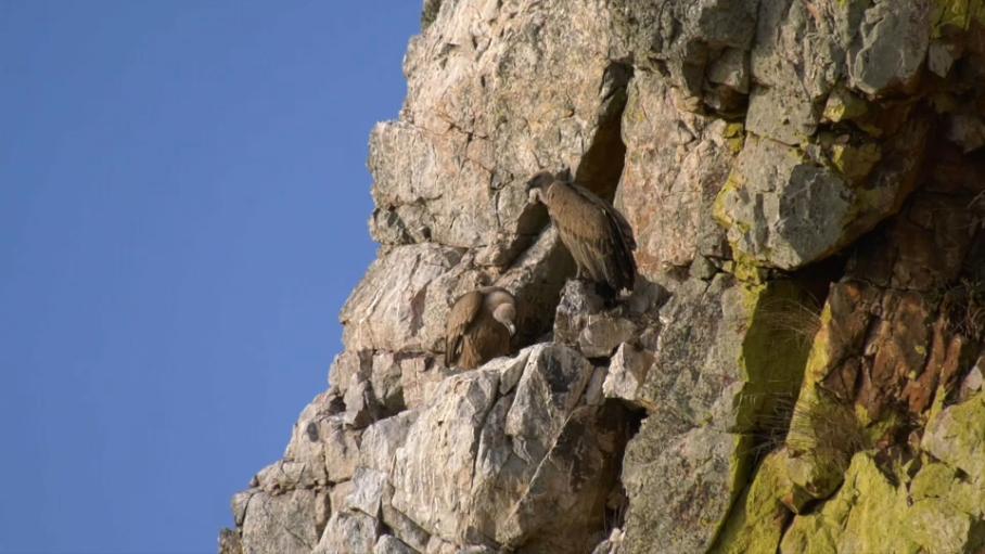 Monfragüe, Doñana y Picos de Europa, mejores lugares donde observar aves en primavera según SEO/BirdLif