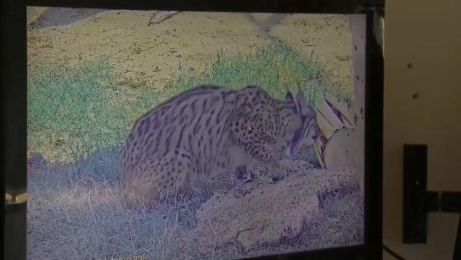 Un total de 31 crías de linces salieron adelante en 2024 en los centros Ex-situ de Extremadura, Andalucía y Portugal