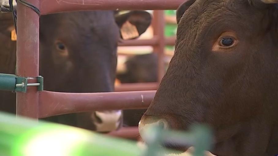 Ganado bovino en una feria