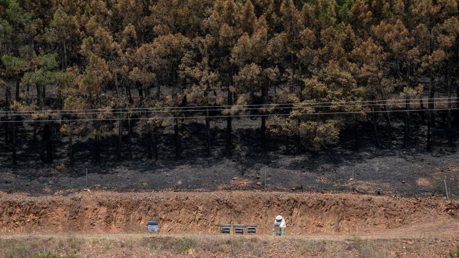 Un apicultor trabaja en paneles de abejas delante de una zona calcinada por el incendio forestal