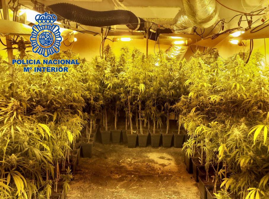 Plantas de marihuana en el interior de la vivienda
